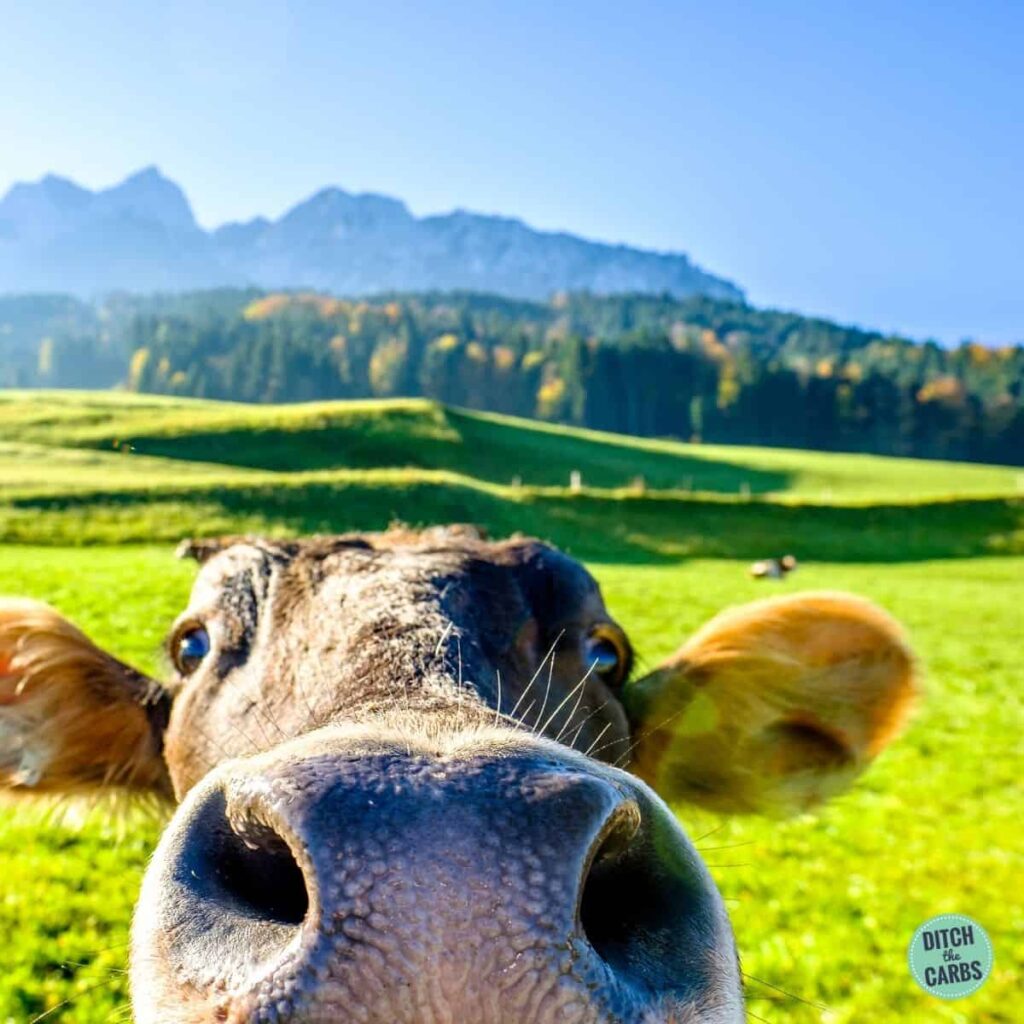 close up of a happy grass-fed cow